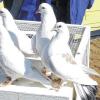 Reiseproviant: Vor dem Start vom Flugkasten aus erhalten die gelehrigen Kunstflugtauben noch ihren „Flugplan“, serviert mit Erdnüssen.