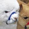 Eigenwillig und zutraulich: 200 Alpakas und Lamas konnten bei den Lama- und Alpaktagen in Dettelbach bewundert werden. Die Tiere stellten sich im Wettbewerb einer Jury, zeigten  ihre Geschicklichkeit und wie sie bei der Therapie von Behinderten eingesetzt werden.