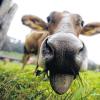 Das liebe Vieh: In der Region gibt es immer weniger Landwirte, die noch Milch produzieren.