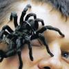 Tierisch sensationell: So kündigt Sergio Neigert eine Schau von Spinnen und Insekten in Volkach an, bei der die größte Vogelspinne der Welt zu bewundern ist.