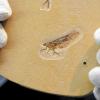 Räuber und Beute zugleich: Das Naturkundemuseum Stuttgart präsentiert am Dienstag die Versteinerung einer neu entdeckten fossilen Insektenordnung, den Chimärenflügler. Die von Stuttgarter Forschern entdeckten 120 Millionen Jahre alten Fossilien liefern neue Hinweise zur Stammesgeschichte der Insekten.
