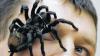 Die Riesenspinne im Blick: Der Ausstellungsleiter Sergio Neigert hat sein Hobby zu seinem Beruf gemacht. Er machte sich mit seiner eigenen Spinnen- und Insektenausstellung selbstständig.