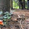 Ort der Tragödie: In einem Waldstück bei Cloppenburg nahmen drei junge Frauen sich gemeinsam das Leben.