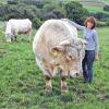 So sehen Sieger aus: Der „zierliche“ 1300-Kilogramm-Charolais-Zuchtbulle Astor holte sich sehr zur Freude von Rudolf Koas und Martina Kleinschroth-Koas den ersten Preis beim WeideFest in Windelsbach. Dafür hat Astor auch ein paar Streicheleinheiten verdient.