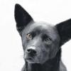 Tierheim-Skandal: Weitere Anzeigen