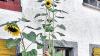 (hf)   Bei der Pfingstnovene erhielten Waltraud und Alfred Guck aus Althausen ein Tütchen mit Sonnenblumenkernen. Dabei ging es um die Schöpfung Gottes, die den Menschen anvertraut ist. Die Renovabi-Sonnenblume verbindet das Symbol der Spirale durch die Anordnung der Kerne. Die Spirale steht für Leben, Beständigkeit und Erneuerung. Die Gucks nahmen diese Sonnenblumenkerne und pflanzten sie ein. Daraus sind nun vier riesige Sonnenblumen gewachsen, von denen eine, immerhin 2,90 Meter hoch wurde, wie Alfred und Waltraud Guck nachgemessen haben.
