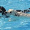 (lsw)   Tierisches Vergnügen im schwäbischen Korb: Kurz nach Ende der Freibad-Saison durften Hunde am Samstag endlich einmal das, was sonst nur Frauchen und Herrchen dürfen – im Freibad nach Herzenslust planschen. Vom Schäferhund bis zum Yorkshire-Terrier tobten am frühen Nachmittag bei strahlendem Sonnenschein schon mehr als zwei Dutzend Hunde im Becken. Veranstaltet wurde das ungewöhnliche Hunde-Happening im Rems-Murr-Kreis vom örtlichen Bädleverein. Vorab hatte der gebeten, dass Herrchen und Frauchen eventuelle Häufchen doch bitte gleich entsorgen. Nach dem Event wird – wie auch sonst nach Saisonende – das Wasser aus den Becken gelassen. Und Bademeister samt Bädleverein müssen schrubben. Während der Saison für „Zweibeiner“ dürfen die Vierbeiner aus hygienischen Gründen natürlich keine Pfote ins Freibad setzen.