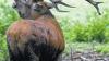 Eindrucksvoll: Hirschbrunft im Wildpark Klaushof.