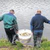 Hinein mit den Fischen: Fischereiberechtigte am Main wie Erwin Ziegler aus Karlstadt (links) setzen viele Tonnen junge und fangreife Fische ein. Sie erfüllen ihren Hegeauftrag und sorgen so für Nachschub für Sportangler und fressgierige Kormorane.