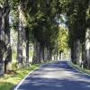 Hohe Ehre: Laut einem Bildband des blv-Verlags zählt die Mischallee östlich von Herlheim wegen der seltenen und vielfältigen Alleebaumarten zu den 64 schönsten Alleen Deutschlands.