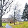 Ihre Tage sind gezählt: Holzpappeln wie diese (links) am Main-Radweg müssen neuen, ungefährlicheren Bäumen weichen.