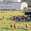 Wellness für die Hühner: Wie auf diesem Bild, das in Hopsten-Schale aufgenommen wurde, tümmelt sich das Federvieh auch von Biobauer Thomas Haaf auf einer Wiese. Die Hühnermobile gibt es in  verschiedenen Größen.