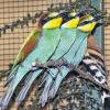 Farbenprächtig: Die Besucher waren von den Vögeln, die bei der ersten Waldvogelausstellung der Waldvogelfreunde Grabfeld in der Trink- und Wandelhalle in Bad Königshofen gezeigt wurden, begeistert.