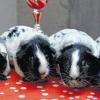(gz)   Großer Besucherandrang bei der 4. Veitshöchheimer Meerschweinchenausstellung. 17 Aussteller aus fünf Bundesländern stellten in der Grundschul-Aula 127 Meeris aus. Weit über 600 Interessierte kamen, um sich über Rassen, Farben und Haltung der niedlichen Haustiere beraten zu lassen oder eines der Verkaufstiere mit nach Hause zu nehmen. Der im Mai neu gegründete Bezirksverband Mainfranken der Meerschweinchenfreunde Deutschland (MFD) mit der Vorsitzenden Anka Gürz und der Ausstellungsleiterin Dagmar Mayer hatte sich alle Mühe gegeben, die Schulaula auszuschmücken. Die Ausstellung stieß sogar auf Interesse beim Bayerischen Fernsehen, das über die Ausstellung in der Frankenschau am Montagabend um 17.30 Uhr berichten wird. Das BR-Fernsehteam filmte mehrere Stunden lang. Zu Best in Show-Tieren gekürt wurden: Wonderbra, ein Glatthaar Dalmatiner Schwarz von Angelika Giessl aus Grafrath, History, ein US-Teddy Schwarz-Weiß von Martina Amberg und Sam, ein Coronet Rotweiß von Gaby Rose, beide aus Fulda und zum besten Liebhabertier ein Schweizer Teddy von Barbara Müller aus Kürnach. Unser Foto zeigt die Dalmatiner-Kollektion von Angelika Giessl.
