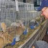 Hingucken lohnt: Rund 200 Tiere präsentierten die Mitglieder des Kleintierzuchtvereins bei der Lokalschau im Bauhof der Stadt Kitzingen. Zu sehen gab es Kaninchen, Hühner, Enten und Tauben in allen Variationen, darunter auch vom Aussterben bedrohte Rassen.