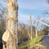 Kein schöner Anblick: 150 Holzpappeln an den Mainwiesen müssen fallen.