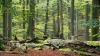 Naturwald im Steigerwald.
