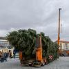 Der Baum für den diesjährigen Dresdner Striezelmarkt ist eine etwa 25 Meter hohe Nordmanntanne aus Freital.