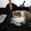 Mögen es sauber: Mindestens einmal am Tag sollte man das Klo reinigen, damit sich die Katze wohlfühlt.