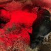 Tiere wie Katzen, Hasen, Schweine oder Schildkröten spielen bei der Heil-Therapie eine besondere Rolle.
