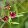 Das Sumpf-Blutauge wurde von der Loki Schmidt Stiftung zur „Blume des Jahres 2025” auserkoren.