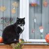 Bei der Halloween-Deko sind Haustierbesitzer lieber zurückhaltend - sonst droht echte Gefahr für ihre Vierbeiner.