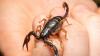 Der europäische Skorpion soll vor allem im österreichischen Burgenland oder in Ungarn oft anzufinden sein. Wie er nun nach Rottendorf kam, darüber wird spekuliert. 