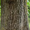 Der dicke Nussbaum im Obstgarten Der dicke Nussbaum im Obstgarten
