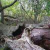 Eine umgefallene Weide in Gerolzhofen. Einst ein starker Baum trotzt sie seit mehr als 15 Jahren dem Verfall. Eine umgefallene Weide in Gerolzhofen. Einst ein starker Baum trotzt sie seit mehr als 15 Jahren dem Verfall.