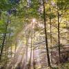Die Sonne kämpft sich durch die Bäume Die Sonne kämpft sich durch die Bäume