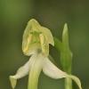 Die Orchidee des Jahres 2025 hat einen besonderen Duft.