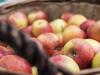 Äpfel sind vielseitig: Ob für Apfelstrudel, Salate oder als frischer Snack - für jede Verwendung gibt es die passende Sorte.