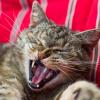 Schauen Sie Ihrer Katze öfter mal ins Maul: Sind alle Zähne intakt, ist nichts gerötet und riecht es nicht auffällig? Sonst könnte ein Gang zum Tierarzt nötig sein.