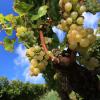 Die Weinlese in Franken neigt sich dem Ende.