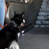 Hunde können auf Rolltreppen Verletzungen erleiden - vor allem an den Krallen.