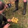 Ganz genau wurden die Früchte eines Birnbaumes begutachtet, um anhand von Form und Ausbildung die Sorte zu bestimmen.