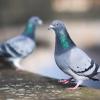 Tauben sind nicht unhygienischer als andere Vögel. Eingetrockneten Taubenkot auf der Fensterbank sollte man vor dem Entfernen dennoch lieber einweichen, um eine Staubeinatmung zu verhindern.