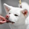 Stiftung Warentest hat 17 Hundesnacks getestet. Alle erhielten die Note „magelhaft”.