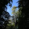 Deutlich mehr Schatten als Licht: So stellt sich die aktuelle Situation im Steinfelder Gemeindewald dar.