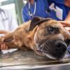 Wer beobachtet, dass der Hund Weintrauben gefressen hat, sollten mit dem Tier so schnell wie möglich zum Tierarzt.