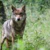 Wolf im Visier: Der von Behörden genehmigte Abschuss einer Wölfin in der Rhön hat zu regen Diskussionen geführt. Am Donnerstag greift der Bayerische Rundfunk das Thema in der Satiresendung "Quer" auf.
