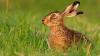 Ein Feldhase (Lepus europaeus) hockt im Licht der untergehenden Sonne. Die auch für den Menschen ansteckende Hasenpest ist in diesen Tagen bei vier verendeten Wildkaninchen in Hettstadt nachgewiesen worden. 