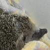 Mähroboter mähen nicht nur Rasen, sondern mitunter auch Igel. Tierschützer fordern ein Ende.