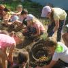 Die dritte Klasse der Grundschule Himmelstadt bei der Kartoffelernte.