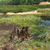 Völlig marode und nicht mehr funktionsfähig sind die früheren Holzbauwerke zur Wasserrückhaltung wie dieser Mönch. Völlig marode und nicht mehr funktionsfähig sind die früheren Holzbauwerke zur Wasserrückhaltung wie dieser Mönch.