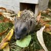 Ein Igelhäuschen im Garten bietet den Tieren Unterschlupf im Winter.