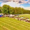 Bereits seit zehn Jahren kommen zahlreiche Gäste zum Weinfest im Weinberg.
