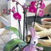 Orchideenschau: Die Gärtnerei Fiedler feiert am 19. März 80-jähriges Bestehen.
