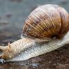 Eine Weinbergschnecke – sie ist das Markenzeichen des in diesem Jahr vom TSV Viktoria Homburg erstmals ausgerichteten Lauf-Wettbewerbs.