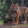 In dem Freizeitpark leben Sumatra-Tiger und Bengalische Tiger. (Symbolbild)